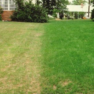 Park Drought Resistant Lawn Seed with Kentucky Bluegrass Grass Dry Soil