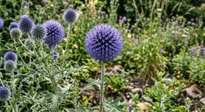 Echinops Ritro 'Globe Thistle' Seeds