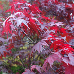 Acer Palmatum 'Japanese Maple' Red Emperor Maple Seeds