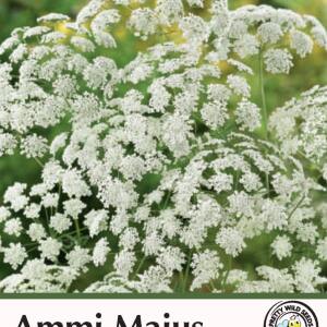 Ammi Majus Flower Seeds in Pictorial Packet - 1g